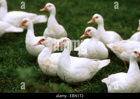 Barbarie-Ente (Cairina Moschata), ein paar Weibchen der domestizierten weißen Form der Barbarie-Ente stehend auf einer Wiese Stockfoto