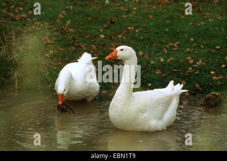 heimischen Gänse (Anser Anser F. Domestica), Ufer zwei Lippe Gänse auf der Suche nach Nahrung im Wasser an einem See Stockfoto