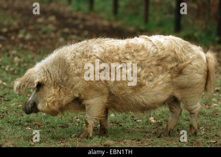 Hausschwein (Sus Scrofa F. Domestica), blonde Mangalitza Schweine auf der Suche nach Nahrung auf einer Wiese Stockfoto