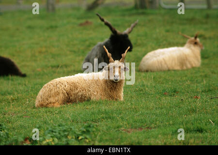 Hausschaf (Ovis Ammon F. Aries), Herde von Rackas sitzen auf einer Wiese Stockfoto