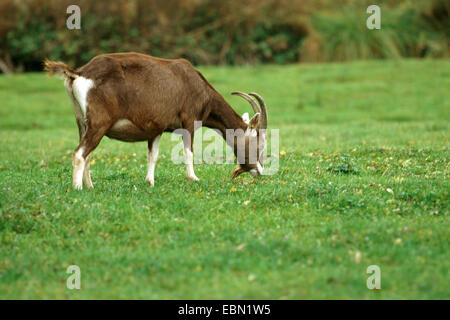 Thüringer Ziege (Capra Hircus, Capra Aegagrus F. Hircus), grasen auf einer Wiese Stockfoto