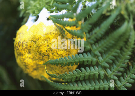 Hunde Erbrechen Sie Schleim, Scrambled Egg Schleim (Fuligo Septica), in Wedel, Deutschland Stockfoto