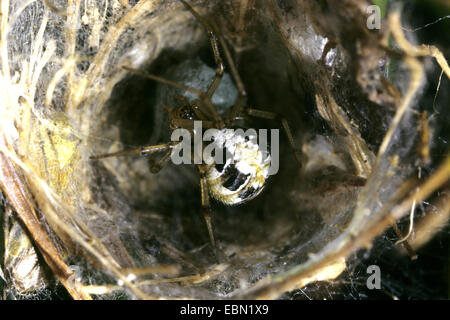 Kamm-footed Spider (Theridion Impressum), Mit Kokon Stockfoto