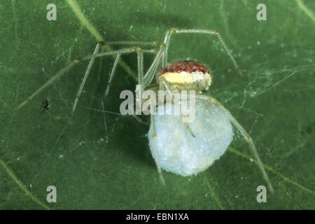 rot-weiße Spinne (Enoplognatha Ovata, Enoplognatha Lineata, Theridion Redimitum), Weibchen mit Kokon Stockfoto