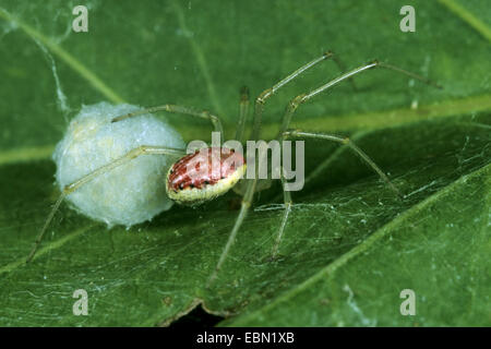 rot-weiße Spinne (Enoplognatha Ovata, Enoplognatha Lineata, Theridion Redimitum), Weibchen mit Kokon Stockfoto