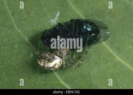 Herbst Orbweaver (Meta Segmentata, Metellina Segmentata), männlich mit Gefangenen fliegen, Deutschland Stockfoto