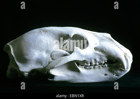 Eisbär (Ursus Maritimus), Schädel eines Eisbären Stockfoto