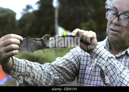 Kleine gelb-geschultert Bat (Sturnira spec.), der Mensch zeigt eine Fledermaus, Ecuador Stockfoto