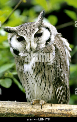 White-faced Zwergohreule Eule (Otus Leucotis), auf einem hölzernen Zaun Stockfoto