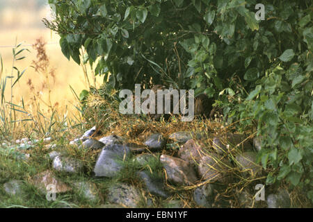 Rebhuhn (Perdix Perdix), Erwachsene und Küken unter einer Hecke in Regen, Deutschland Stockfoto