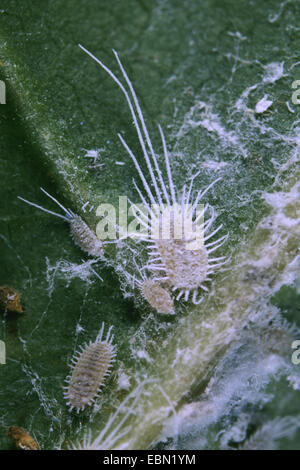 Longtailed Schmierlaus (Pseudococcus Longispinus), Erwachsene und Larven, Deutschland Stockfoto