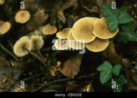 Gruppierten Toughshank (Collybia Confluens, Marasmius Confluens, Gymnopus Confluens), mehrere Fruchtkörper auf Waldboden, Deutschland Stockfoto