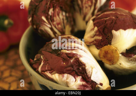 Witloof-Zichorie, belgische Endivie, Zichorie (Cichorium Intybus var. Foliosum), italienischer Chicorée, Radicchio Stockfoto