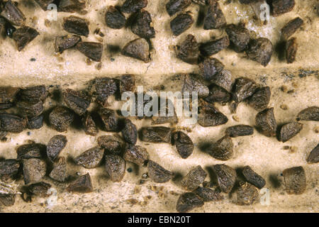 Shoo – Fly Pflanze, Apfel von Peru (Nicandra Physalodes), Samen der Apfel-peru Stockfoto