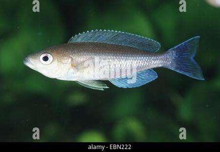 Schlanke Cichlid (Cyprichromis Leptosoma), Schwimmen Stockfoto