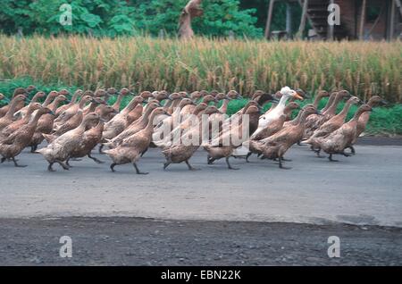 Indian Runner Duck, Indian Runner (Anas Platyrhynchos F. Domestica), Gruppe der laufenden Enten Stockfoto