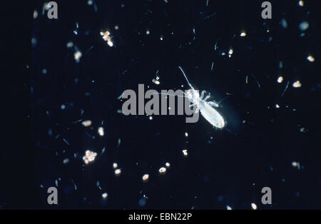 Booklouse (Liposcelis Divinatorius), mikroskopische Bild Stockfoto