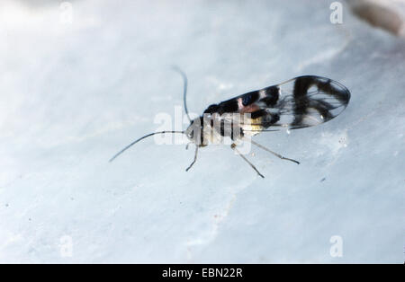 Staub-Laus (Graphopsocus diesen), Makro Stockfoto