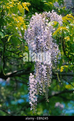 Chinesischer Blauregen (Wisteria Sinensis), blühen Stockfoto