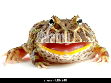 argentinische gehörnten Pacman Frog, Nightcrawler, Night Crawler, reich verzierten gehörnten Frosch, Frosch, verzierten gehörnte Kröte, Escuerzo (Ceratophrys Ornata), bedrohlich, mit geöffnetem Mund Stockfoto