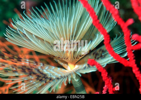 Fanworm, Staubwedel Wurm (Sabella Spallanzanii, Spirographis Spallanzanii) Stockfoto