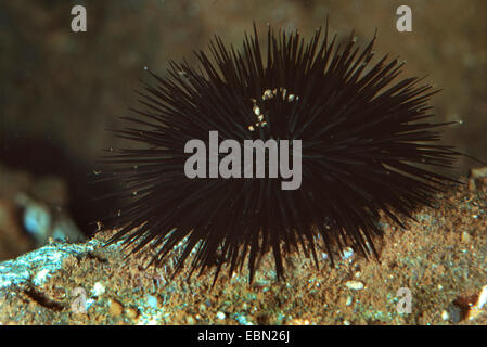 schwarze Seeigel (Arbacia Lixula), am Meeresgrund Stockfoto