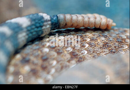 Western Diamondback Klapperschlange (Crotalus Atrox), Rassel Stockfoto