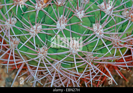 Kaktus (Gymnocalycium Saglionis), areols Stockfoto