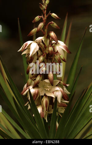 Spanisch-Bajonett (Yucca Aloifolia), Blütenstand Stockfoto