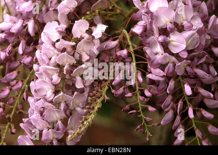 Chinesischer Blauregen (Wisteria Sinensis), Blütenstände Stockfoto