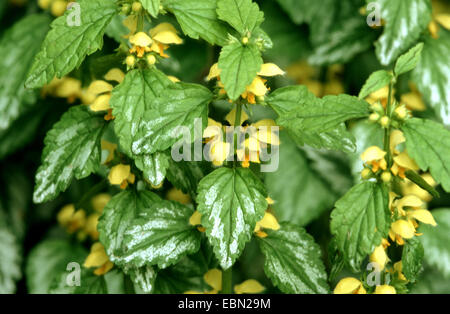 gelbe Toten-Nessel (Lamium Galeobdolon), blühen, Deutschland Stockfoto