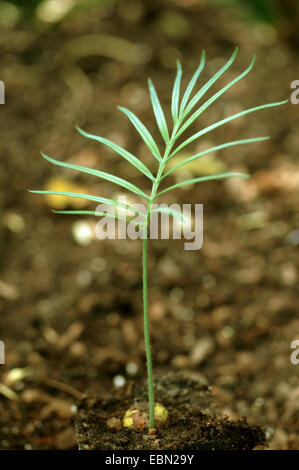 Sagopalme (Cycas Revoluta), Sämling Stockfoto