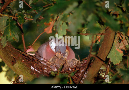 Ringeltaube (Columba Palumbus), sitzen im Nest in eine Eiche, die Fütterung der Nachkommen mit Ernte Milch, Deutschland Stockfoto