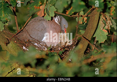 Ringeltaube (Columba Palumbus), sitzen im Nest in eine Eiche, die Fütterung der Nachkommen mit Ernte Milch, Deutschland Stockfoto