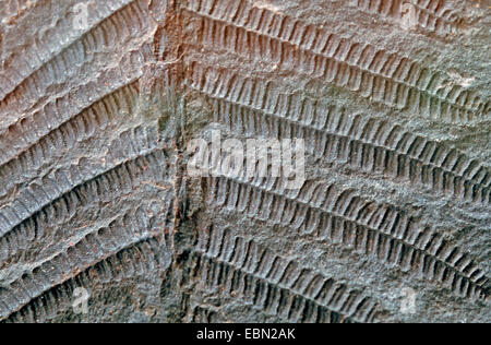 Pecopteris Arborescens, fossilen Baumfarn, obere Kohlenstoff, Deutschland, Sachsen-Anhalt, Halle/Saale Stockfoto