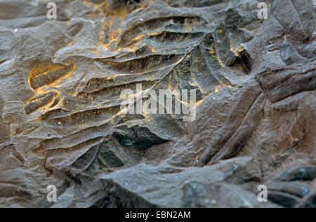 Alethopteris Serli, fossilen Samen Farn, obere Kohlenstoff, Deutschland, Nordrhein-Westfalen Stockfoto