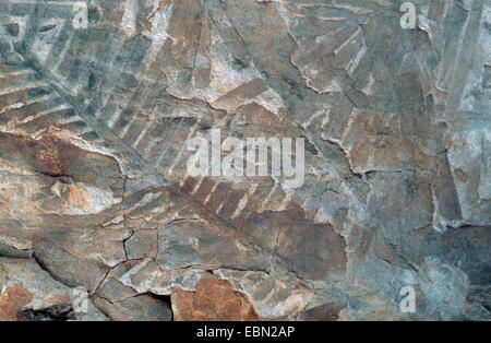 Pseudoctenis Santajuanensis, Fossil palm-Farn, Trias, Central Chile, Chile Stockfoto