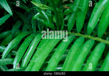 Brot Baum Cycad (Encephalartos Altensteinii), Blatt Stockfoto