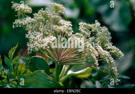Chinesische Angelika, Dong Quai (Angelica Polymorpha Var Sinensis, Angelica Sinensis), Blütenstand