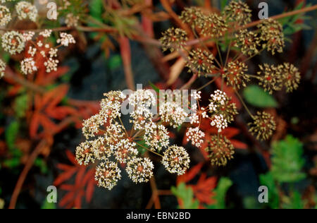 Wasserschierling, Wasser Hemlock, nördlichen Wasser Hemlock (Cicuta Virosa, Engelwurze Virosum), Blütenstand, Deutschland Stockfoto