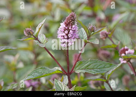 Pfefferminze, Hybrid-Pfefferminze (Mentha X piperita, Mentha Piperita, M. Aquatica x M. Spicata), Blütenstand Stockfoto