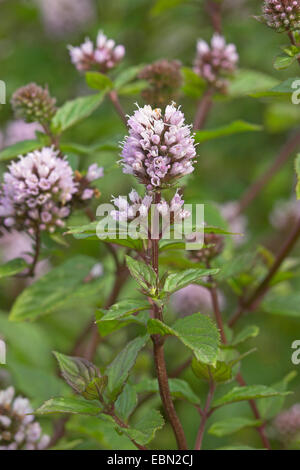 Pfefferminze, Hybrid-Pfefferminze (Mentha X piperita, Mentha Piperita, M. Aquatica x M. Spicata), Blütenstände Stockfoto