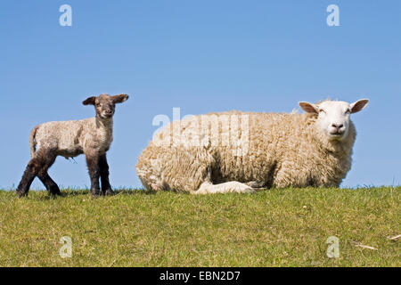 Hausschaf (Ovis Ammon F. Aries), mit Lamm, Deutschland, Schleswig-Holstein Stockfoto