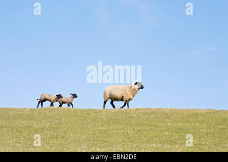 Hausschaf (Ovis Ammon F. Aries), mit Lämmer, Deutschland, Schleswig-Holstein Stockfoto