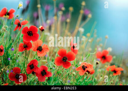 gefiedert, stachelige Mohnblume (Papaver Argemone), Mohn Mohnfeld, Türkei Stockfoto