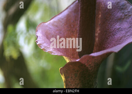 Flamingo-Anlage (Amorphophallus Konjac, Amorphophallus Rivieri), Detail des Blütenstandes Stockfoto