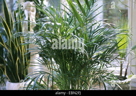 Palm, Madagaskar Palme, Areca Palme (Chrysalidocarpus Lutescens, Areca Lutescens), als Topfpflanze Schmetterling Stockfoto