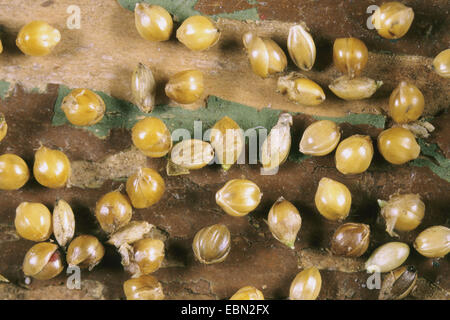 Bristlegrass, Ebenen Borste Grass, Ebenen Bristlegrass, Bachbett Borste Grass, Bachbett Bristlegrass, gelbe Bristlegrass, gelbe Foxtail (Setaria Italica), Körner Stockfoto