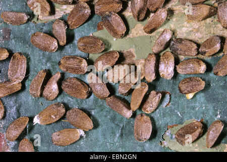 gemeinsamen Andorn, gemeinsame Hoarhound, weißer Andorn (Marrubium Vulgare), Samen Stockfoto