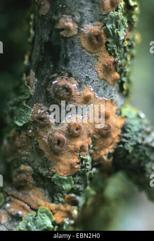 rosig Kruste (Peniophora Wurzelsud), an einem Baumstamm Stockfoto